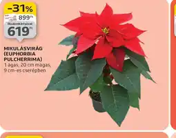 Auchan MIKULÁSVIRÁG ajánlat