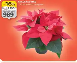 Auchan MIKULÁSVIRÁG ajánlat
