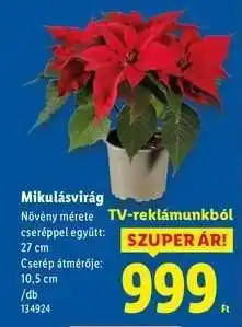 Lidl Mikulásvirág ajánlat