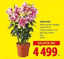 Lidl Liliom mix ajánlat