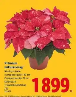 Lidl Prémium mikulásvirág ajánlat