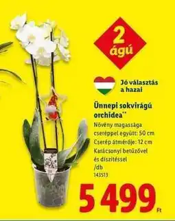 Lidl Ünnepi sokvirágú orchidea ajánlat