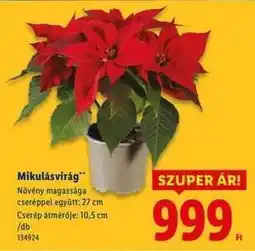 Lidl Mikulásvirág ajánlat