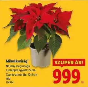 Lidl Mikulásvirág ajánlat