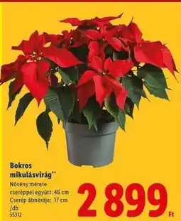 Lidl Bokros mikulásvirág ajánlat