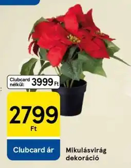 Tesco Mikulásvirág dekoráció ajánlat