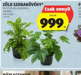 ALDI ZÖLD SZOBANÖVÉNY ajánlat