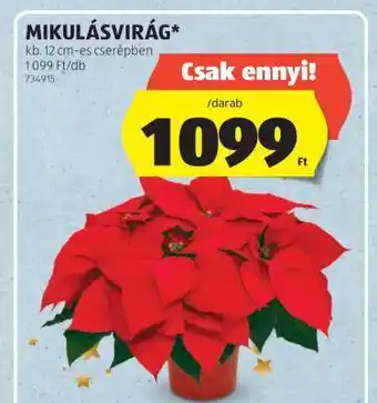 ALDI Mikulásvirág ajánlat