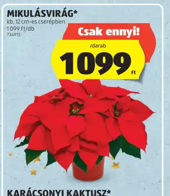 ALDI MIKULÁSVIRÁG ajánlat