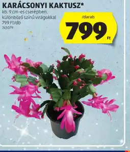 ALDI KARÁCSONYI KAKTUSZ ajánlat