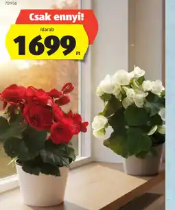 ALDI BEGNIA ELIATOR ajánlat