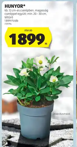 ALDI HUNYOR ajánlat