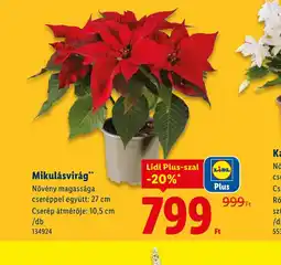 Lidl Mikulásvirág ajánlat