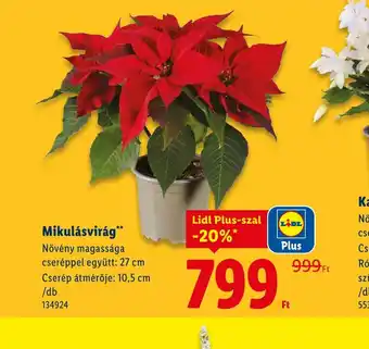 Lidl Mikulásvirág ajánlat