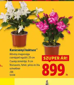 Lidl Karácsonyi kaktusz ajánlat