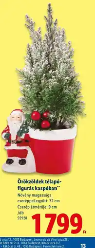 Lidl Örökzöldek télap-figurás kaspban ajánlat