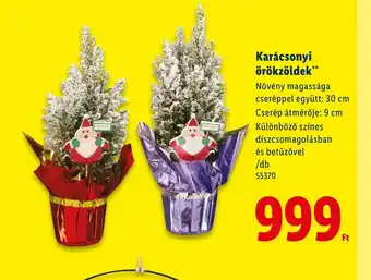 Lidl Karácsonyi örökzöldek ajánlat