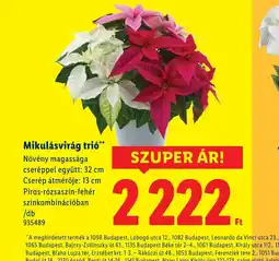 Lidl Mikulásvirág tri ajánlat