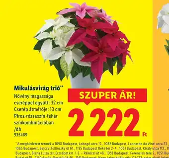 Lidl Mikulásvirág tri ajánlat