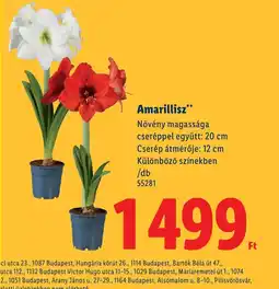 Lidl Amarillisz ajánlat