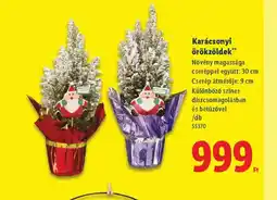 Lidl Karácsonyi örökzöldek ajánlat