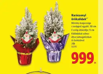 Lidl Karácsonyi örökzöldek ajánlat