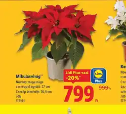 Lidl Mikulásvirág ajánlat