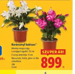Lidl Karácsonyi kaktusz ajánlat