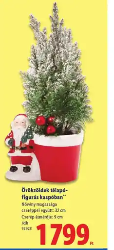 Lidl ÖRÖKZÖLDEK TÉLAP-FIGURÁS KASPBAN ajánlat