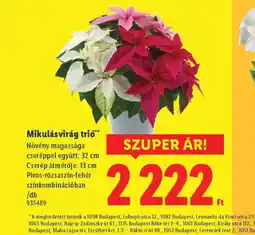 Lidl Mikulásvirág tri ajánlat