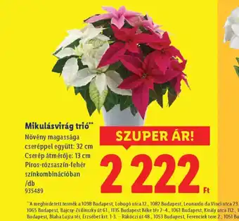 Lidl Mikulásvirág tri ajánlat