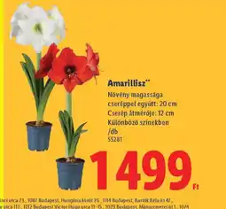 Lidl Amarillisz ajánlat