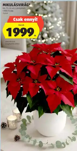 ALDI MIKULÁSVIRÁG ajánlat