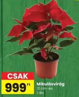 Spar Mikulásvirág ajánlat
