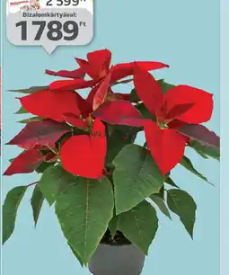 Auchan MIKULÁSVIRÁG ajánlat