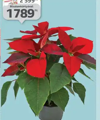 Auchan MIKULÁSVIRÁG ajánlat