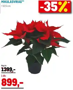 Metro Mikulásvirág ajánlat