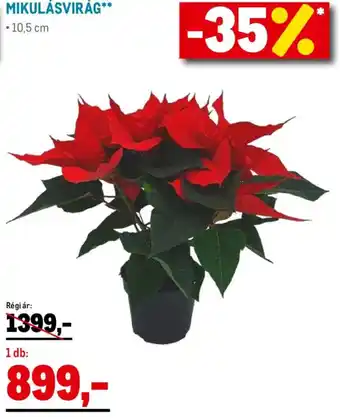 Metro Mikulásvirág ajánlat