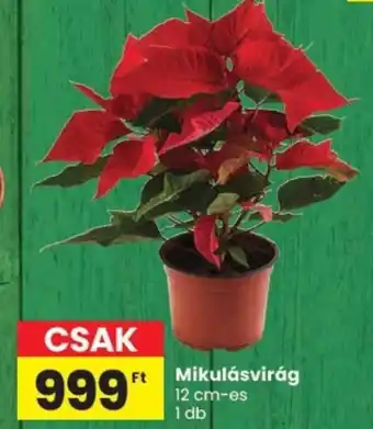 Spar Mikulásvirág ajánlat