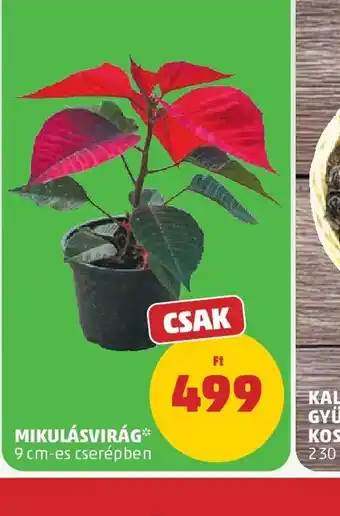 PENNY MIKULÁSVIRÁG ajánlat