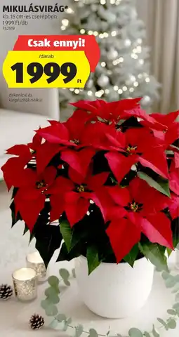 ALDI MIKULÁSVIRÁG ajánlat