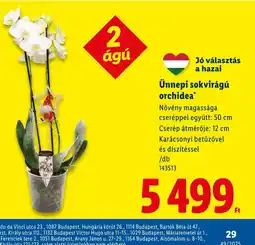 Lidl ÜNNEPI SOKVIRÁGÚ ORCHIDEA ajánlat