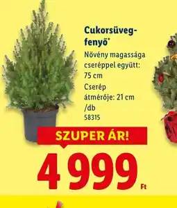 Lidl Cukorsüvegfenyő ajánlat