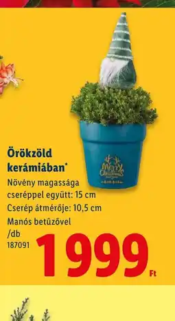 Lidl Örökzöld kerámiában ajánlat