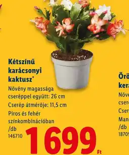 Lidl Kétszínű karácsonyi kaktusz ajánlat