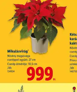 Lidl Mikulásvirág ajánlat