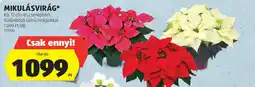 ALDI Mikulásvirág ajánlat