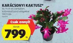 ALDI Karácsonyi kaktusz ajánlat