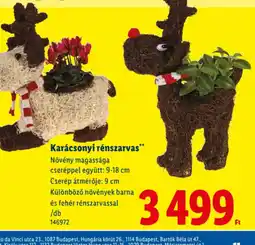 Lidl Karácsonyi rénszarvas ajánlat