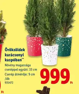 Lidl KARÁCSONYI ÖRÖKZÖLDEK ajánlat